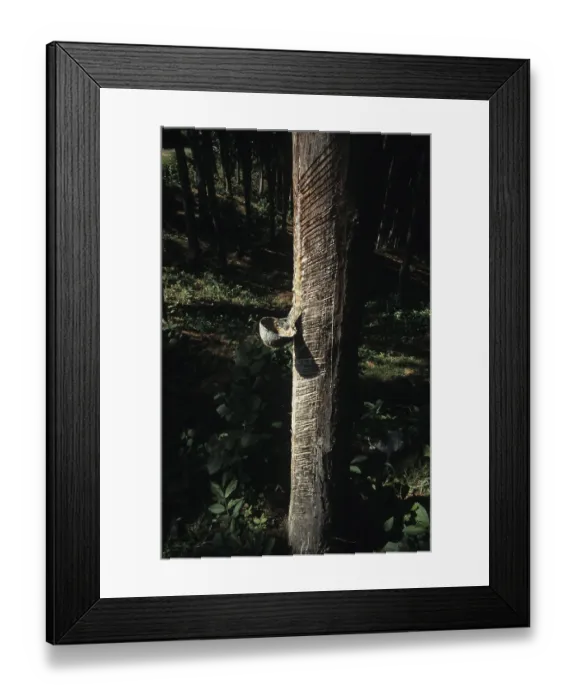 Framed Print : Rubber tree (Hevea brasiliensis)