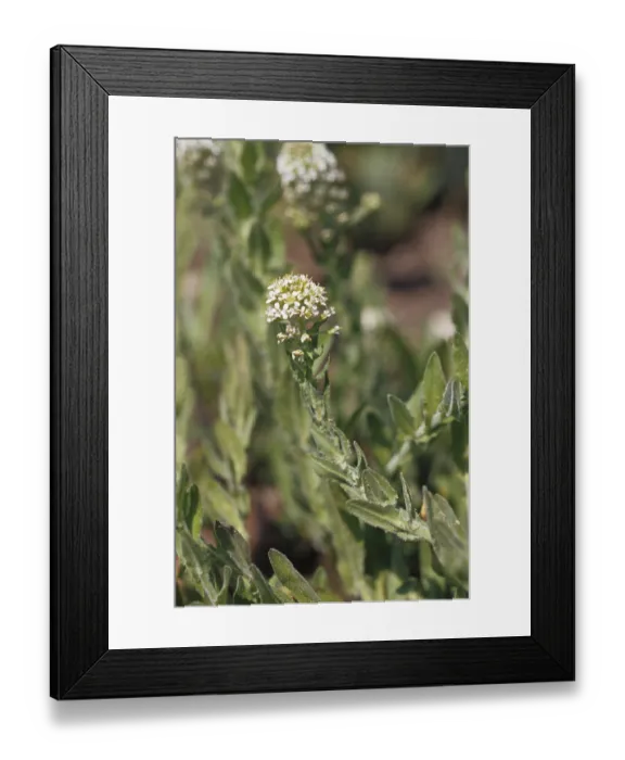 Framed Print : Lepidium heterophyllum (Lepidium heterophyllum) Framed Print : Lepidium heterophyllum (Lepidium heterophyllum)