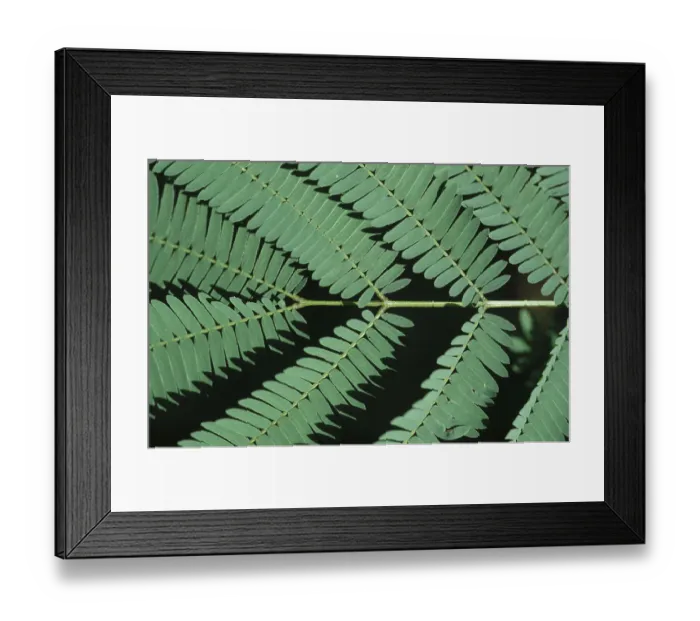Framed Print : Leaves