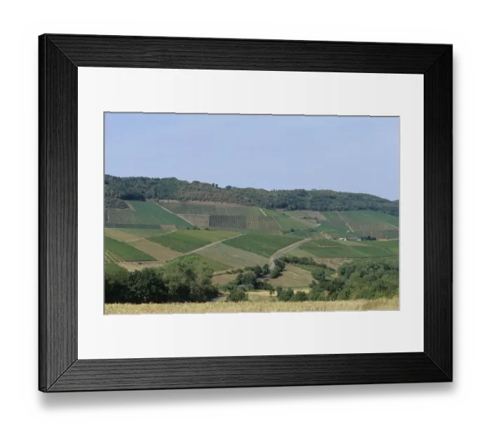 Framed Print : Viticulture (Vitis vinifera)
