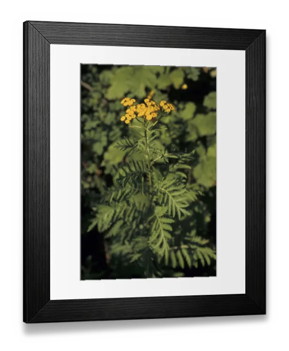 Framed Print : Tansy (Tanacetum vulgare, syn. Chrysanthemum vulgare)