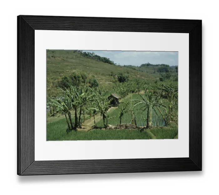 Framed Print : Rice field (Oryza sp.) Framed Print : Rice field (Oryza sp.)
