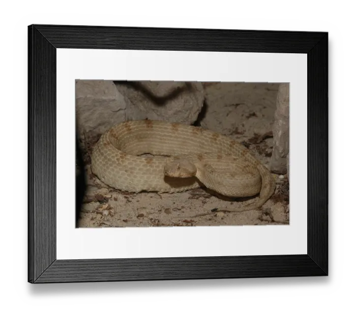 Framed Print : False horned viper (Pseudocerastes fieldii)