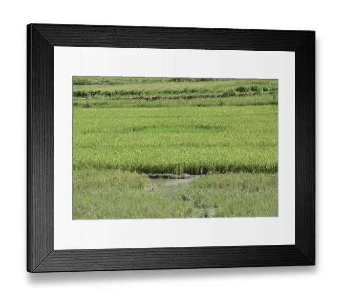 Framed Print : Rice field (Oryza &lt,  / i&gt, sp)