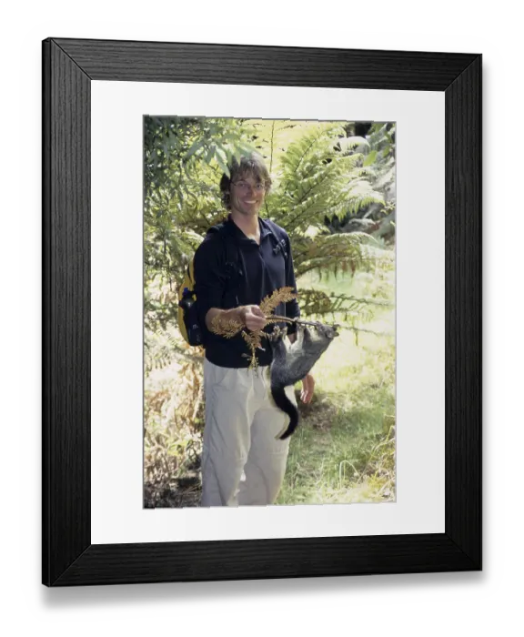 Framed Print : Young brush-tailed opossum (Trichosurus vulpecula) Framed Print : Young brush-tailed opossum (Trichosurus vulpecula)