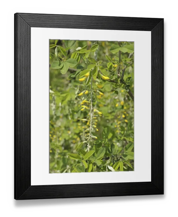 Framed Print : Common laburnum (Laburnum anagyroides)