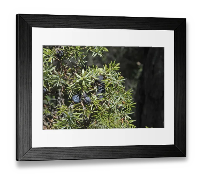 Framed Print : Common juniper (Juniperus communis) Framed Print : Common juniper (Juniperus communis)