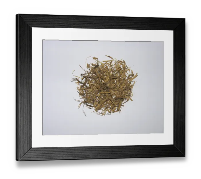 Framed Print : Ayahuasca (Banisteriopsis caapi) Framed Print : Ayahuasca (Banisteriopsis caapi)