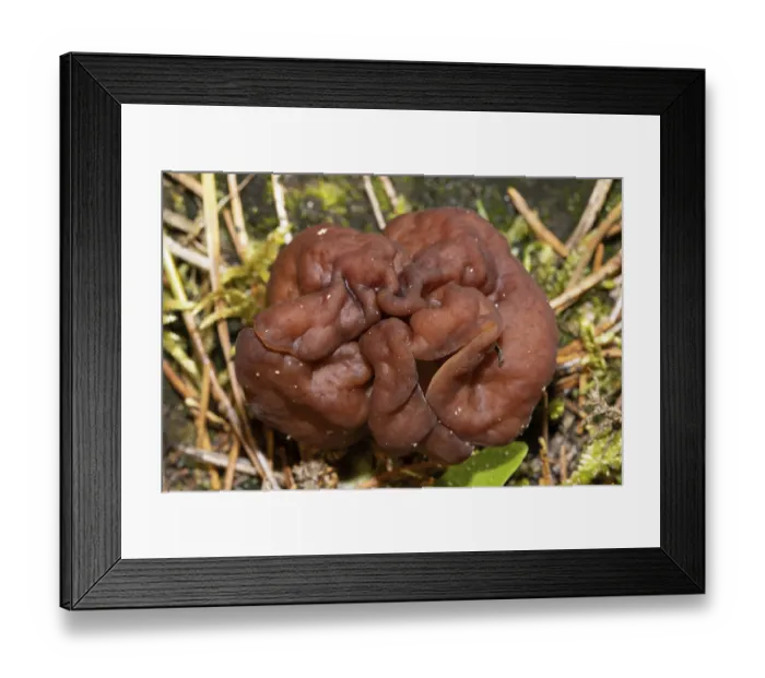 Framed Print : Spring lobelia (Gyromitra esculent)