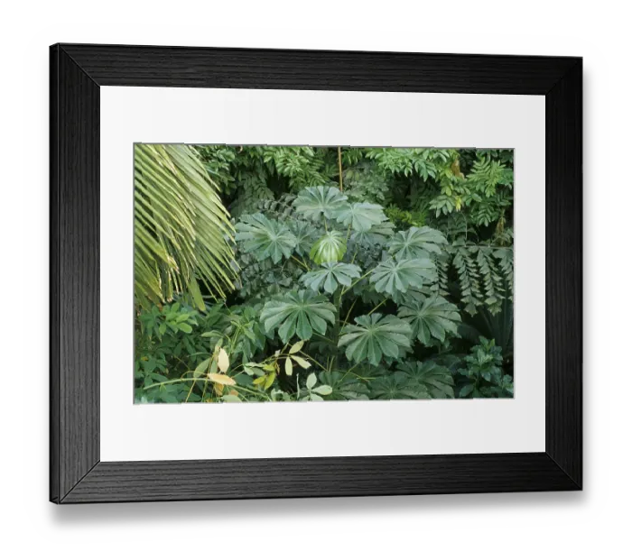 Framed Print : Cecropia species, ant tree (Cecropia sp) Framed Print : Cecropia species, ant tree (Cecropia sp)