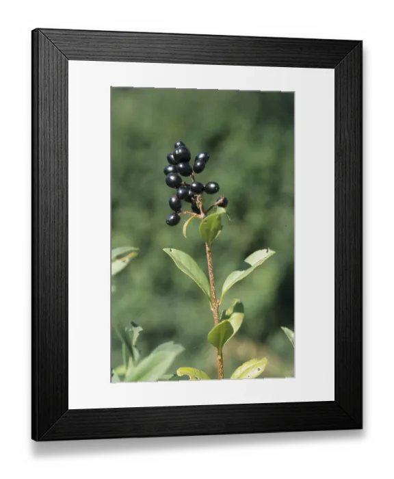 Framed Print : Common privet (Ligustrum vulgare) Framed Print : Common privet (Ligustrum vulgare)