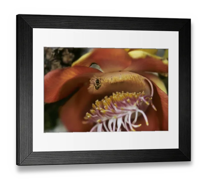 Framed Print : Cannonball tree (Couroupita guianensis)