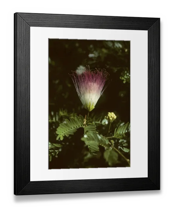 Framed Print : Calliandra flower (Calliandra haematocephala)