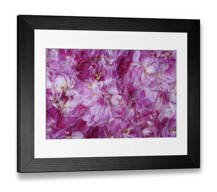 Framed Print : Pink flower magic Framed Print : Pink flower magic