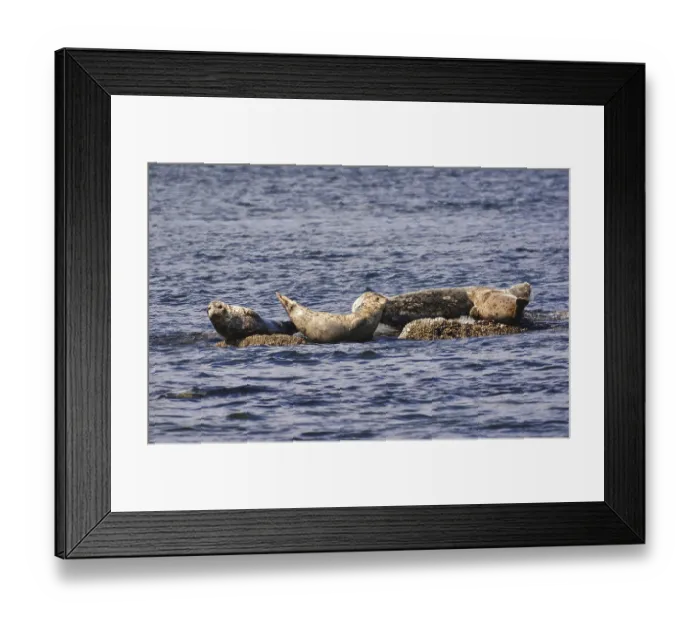 Framed Print : Seals are sunning on the rock Framed Print : Seals are sunning on the rock