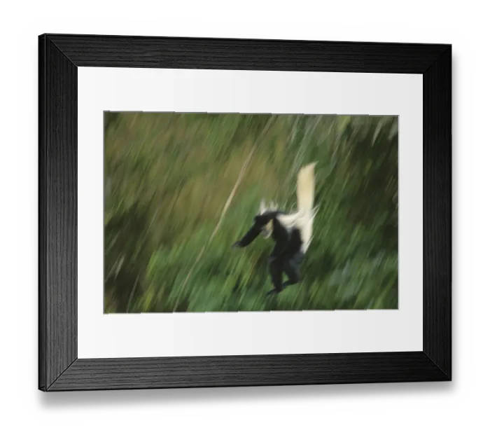 Framed Print : Guereza (Colobus abyssinicus)