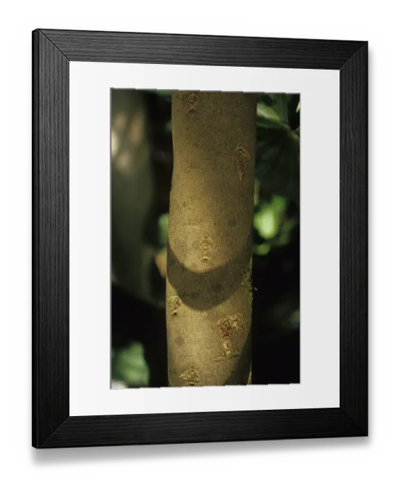Framed Print : Canistel (Pouteria campechiana) Framed Print : Canistel (Pouteria campechiana)
