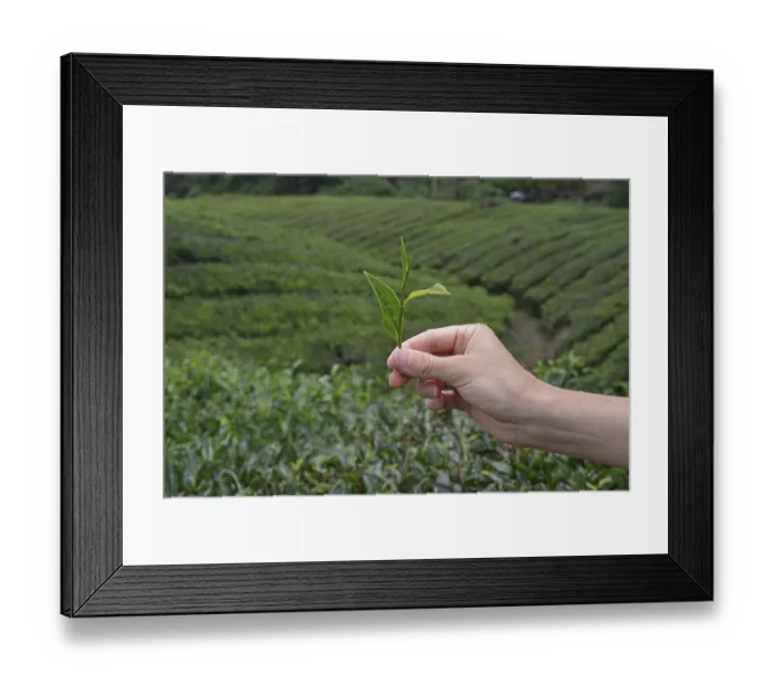 Framed Print : Tea plantation (Camellia sinensis)