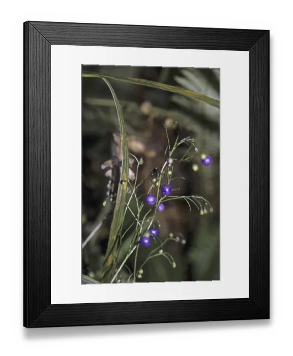 Framed Print : Inkberry (Dianella nigra) Framed Print : Inkberry (Dianella nigra)