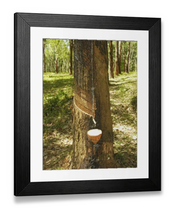 Framed Print : Rubber plantation (Hevea brasiliensis) Framed Print : Rubber plantation (Hevea brasiliensis)