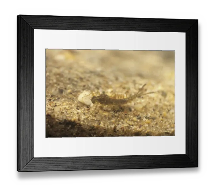 Framed Print : Mayfly nymph (Ephemeridae) Framed Print : Mayfly nymph (Ephemeridae)