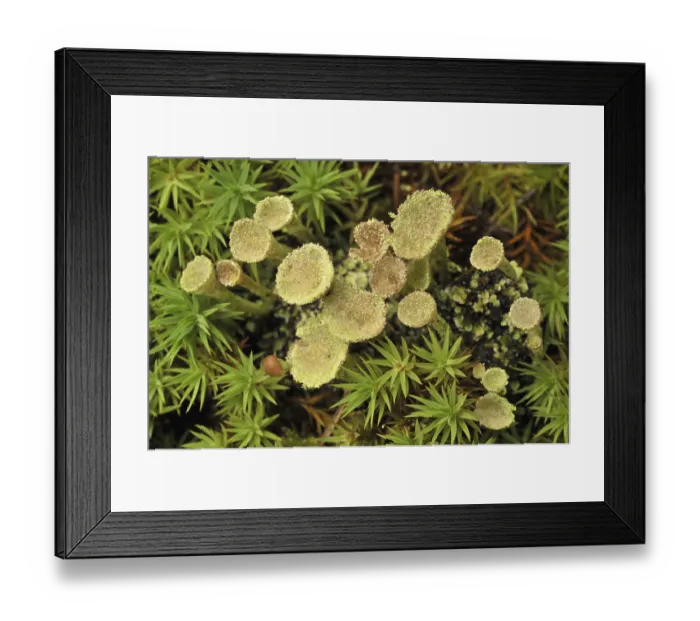 Framed Print : Trumpet lichen (Cladonia fimbriata) Framed Print : Trumpet lichen (Cladonia fimbriata)