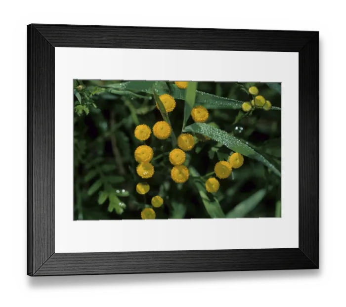 Framed Print : Tansy (Tanatecum vulgare)