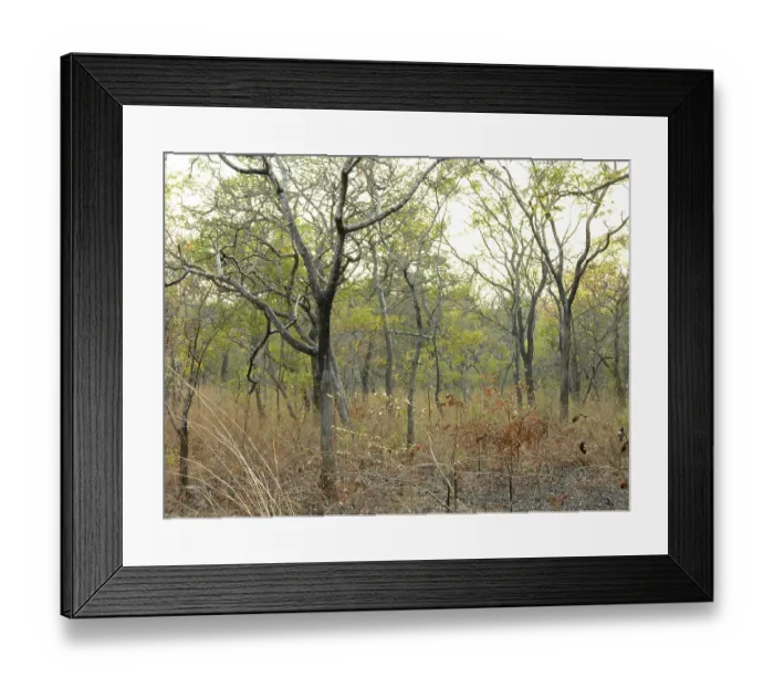 Framed Print : African bush landscape Framed Print : African bush landscape