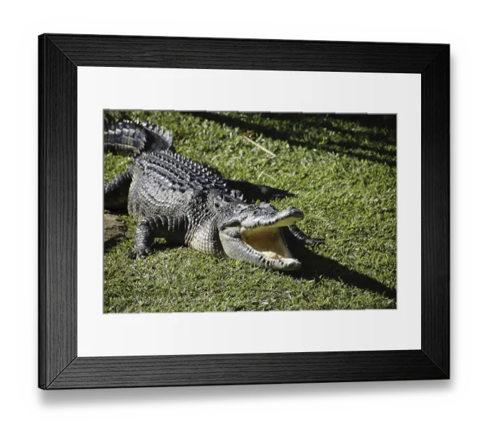 Framed Print : A crocodile with open mouth Framed Print : A crocodile with open mouth