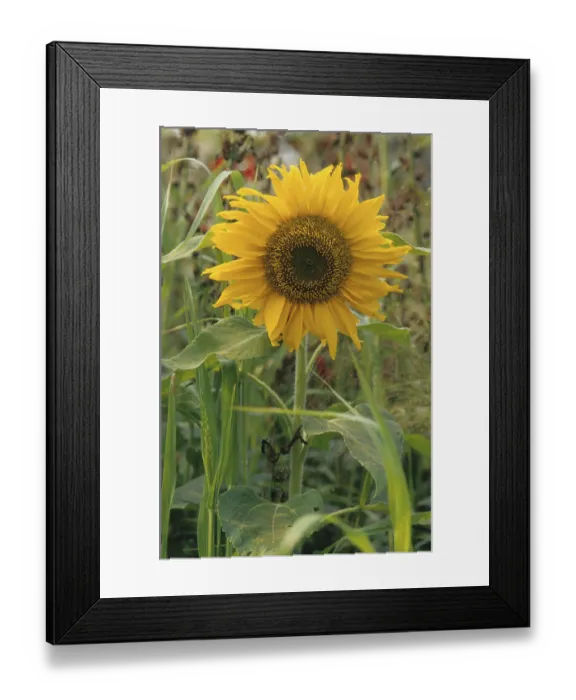 Framed Print : Sunflower (Helianthus annuus)