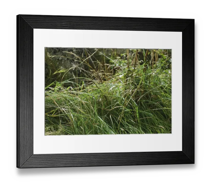 Framed Print : Grass