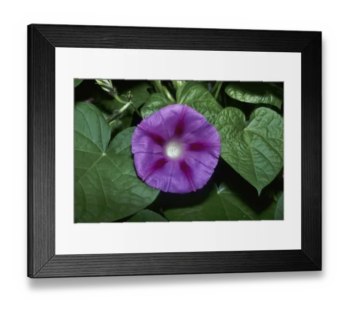 Framed Print : Purple bindweed (Ipomoea purpurea) Framed Print : Purple bindweed (Ipomoea purpurea)