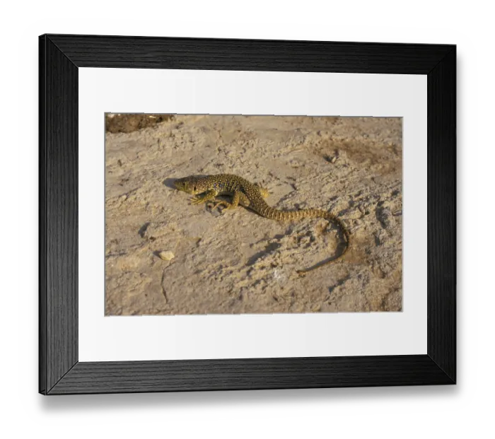Framed Print : Pearl lizard (Lacerta lepida) Framed Print : Pearl lizard (Lacerta lepida)