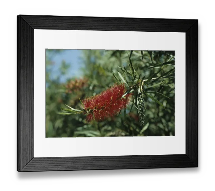 Framed Print : Pipe cleaner (Callistemon sp.)