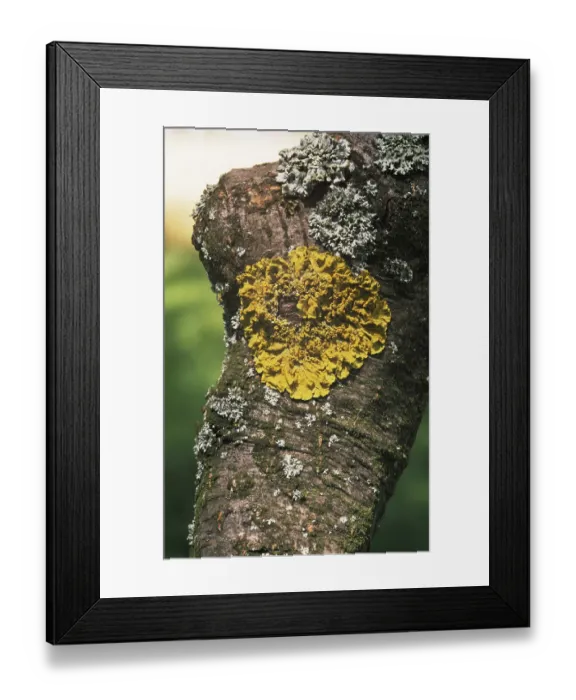 Framed Print : Common orange lichen (Xanthoria parietina) Framed Print : Common orange lichen (Xanthoria parietina)