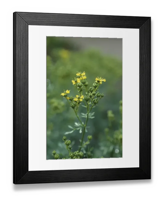 Framed Print : Rue (Ruta graveolens) Framed Print : Rue (Ruta graveolens)