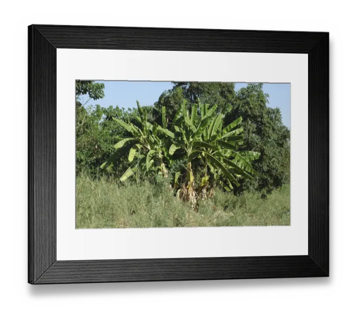 Framed Print : Banana plants (Musa x paradisiaca (M)
