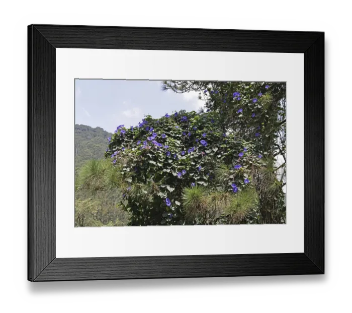 Framed Print : Purple bindweed (Ipomoea purpurea ???)