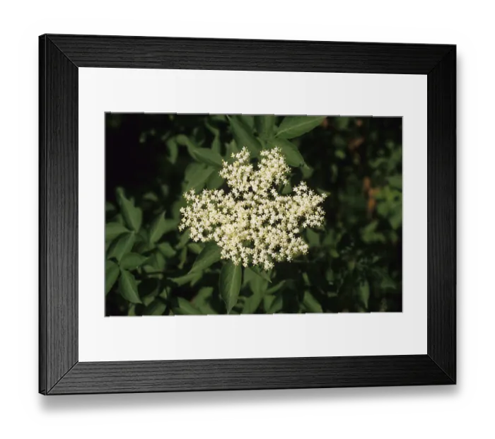 Framed Print : Sambucus nigra (Sambucus nigra)
