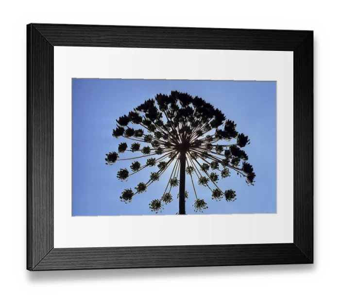 Framed Print : Heracleum mantegazzianum, giant hogweed (Heracleum mantegazzianum) Framed Print : Heracleum mantegazzianum, giant hogweed (Heracleum mantegazzianum)