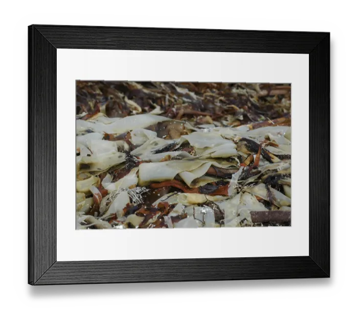 Framed Print : Brown algae (Phaeophyta)