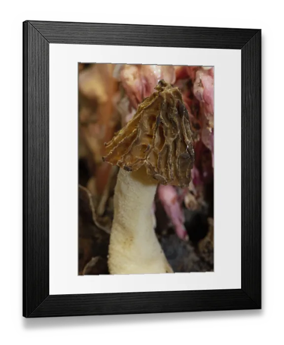Framed Print : Half-free morel Framed Print : Half-free morel