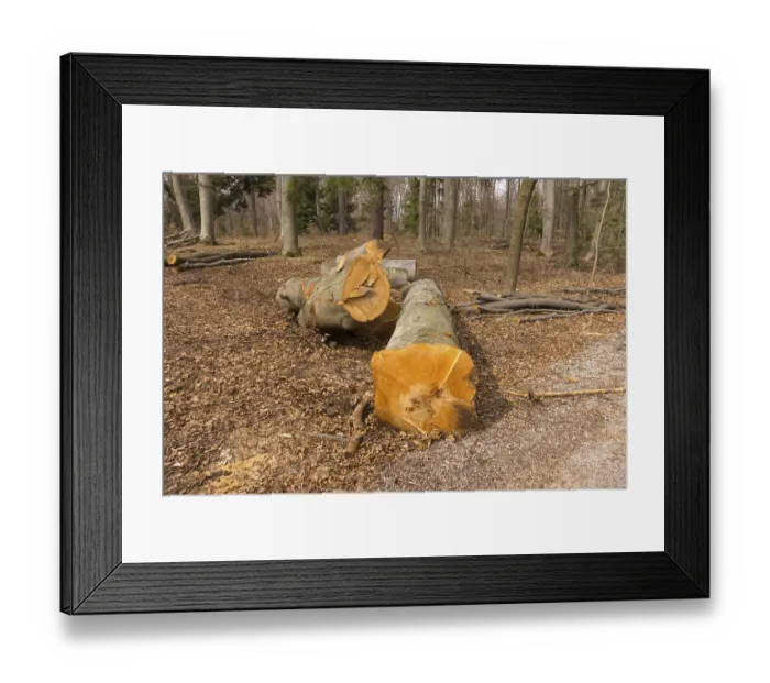 Framed Print : A cutten beech tree i