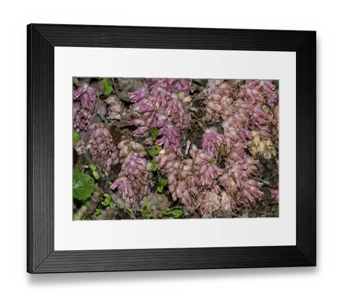 Framed Print : Common toothwort (Lathraea squamaria)