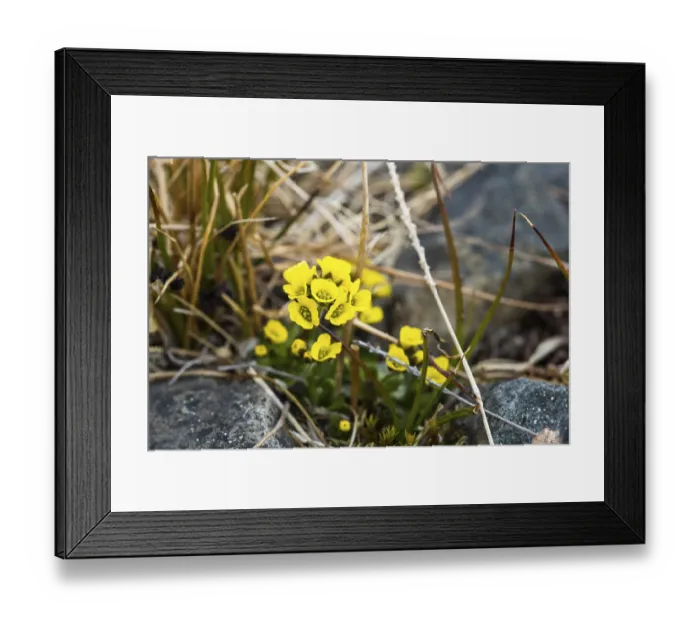 Framed Print : Alpine rock flower (Draba alpina)