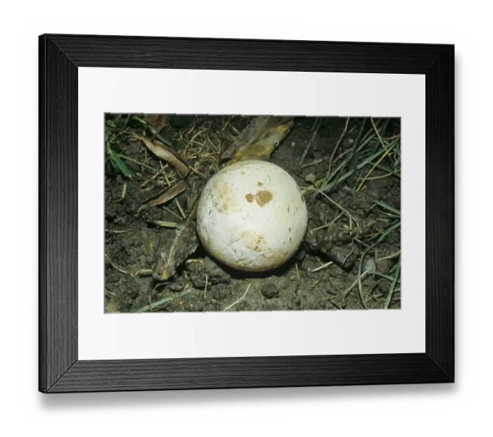 Framed Print : Common stinkhorn, witch's egg (Phallus impudicus) Common stinkhorn Framed Print : Common stinkhorn, witch's egg (Phallus impudicus) Common stinkhorn