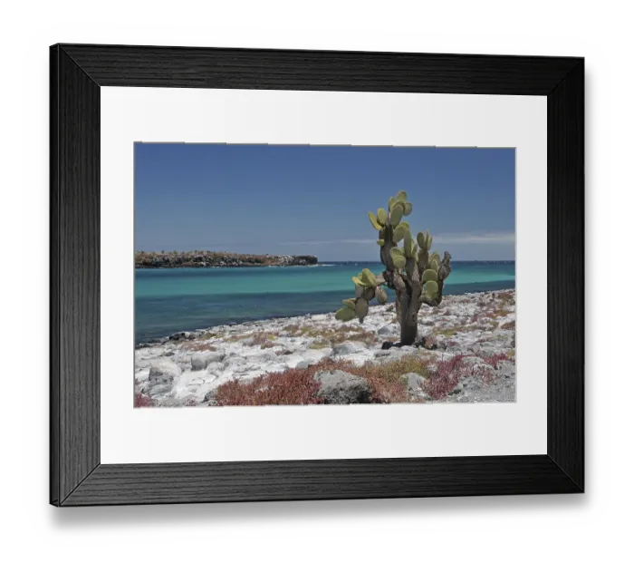 Framed Print : Plazas, Galapagos