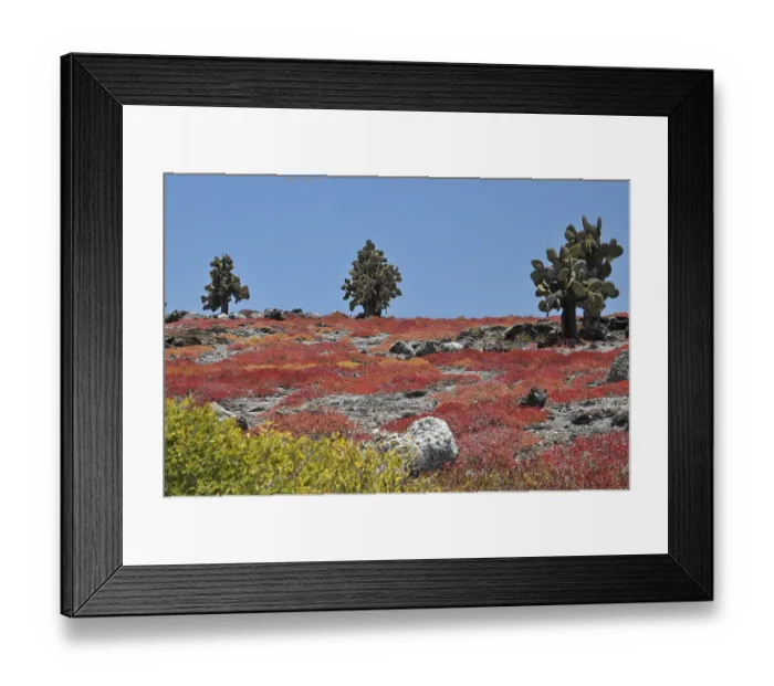 Framed Print : Plazas, Galapagos Framed Print : Plazas, Galapagos
