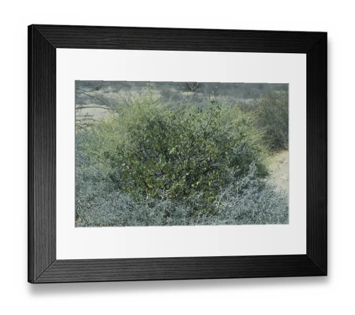 Framed Print : Bursera (Bursera hindsiana)