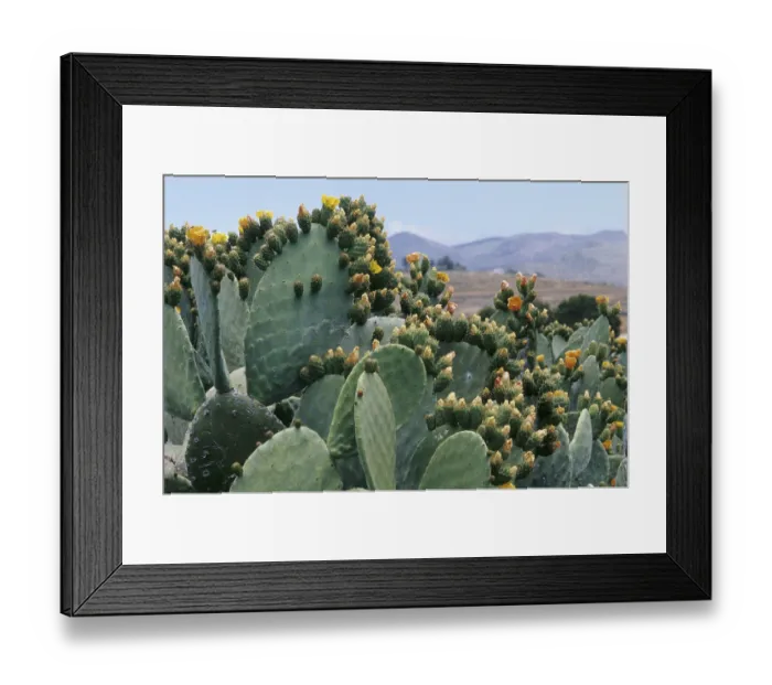 Framed Print : Prickly pear cactus (Opuntia sp.) Framed Print : Prickly pear cactus (Opuntia sp.)